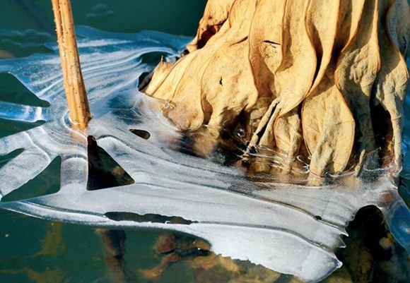 淮安洪澤湖畔結冰 殘荷造型別致如同美麗畫卷