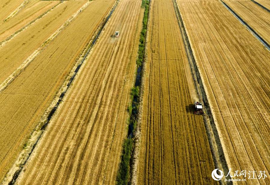 淮安市淮安区白马湖农场近5万亩小麦开镰收割。纪星名摄