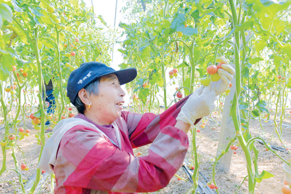淮安洪澤：番茄俏銷成為農民增收“致富果”