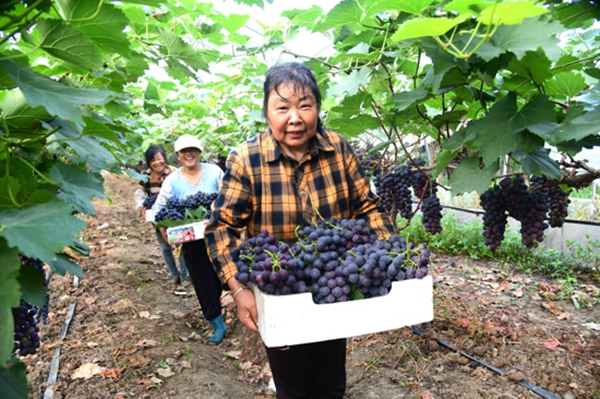 淮安洪澤：夏黑葡萄採摘上市