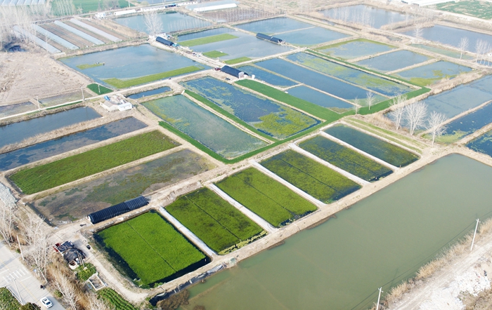 黃碼鎮的水芹菜進入採摘期。清江浦區委宣傳部供圖